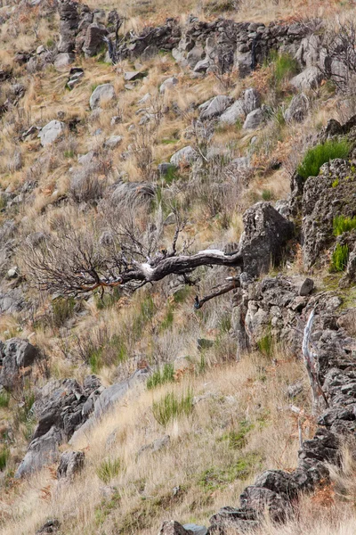 Vista das árvores queimadas na ilha da Madeira — Fotografia de Stock