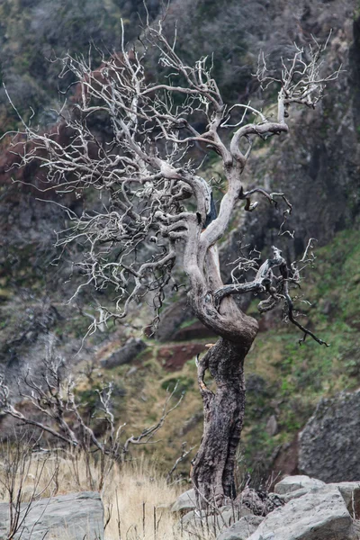 View of the burned trees on the island of Madeira — Stock Photo, Image