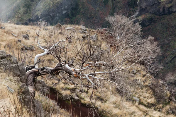 View of the burned trees on the island of Madeira — Stock Photo, Image