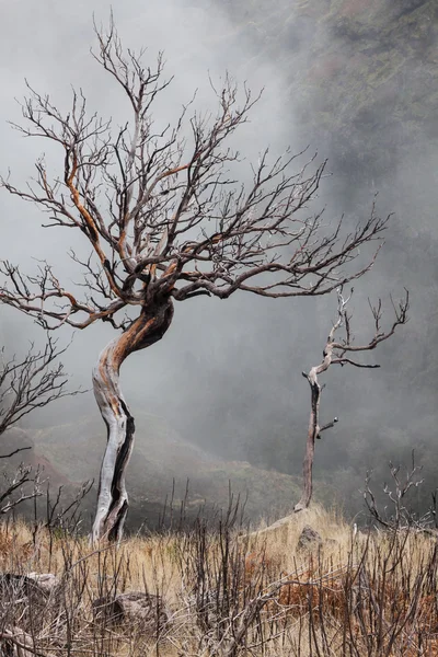 マデイラ島に燃やされた木の表示 — ストック写真