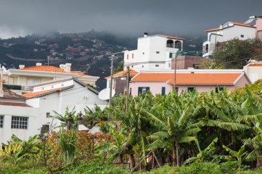 muz bahçeleri madeira Adası, Portekiz