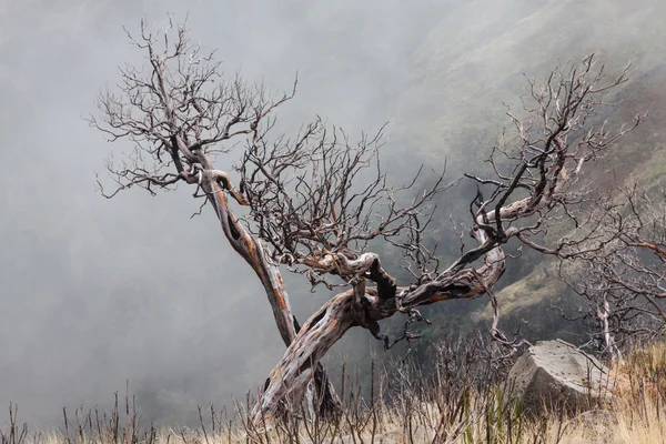 Pohled spálil stromy na ostrově madeira — Stock fotografie