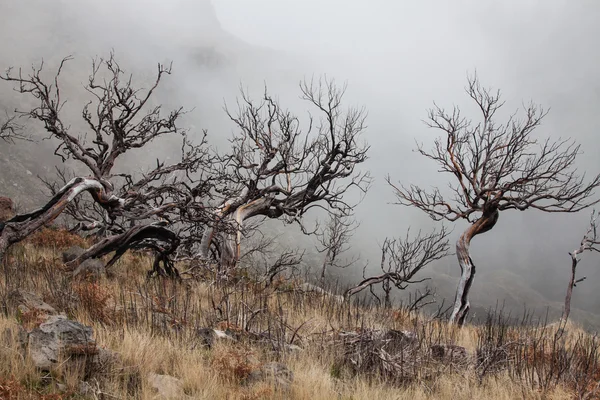 View of the burned trees on the island of Madeira — Stock Photo, Image