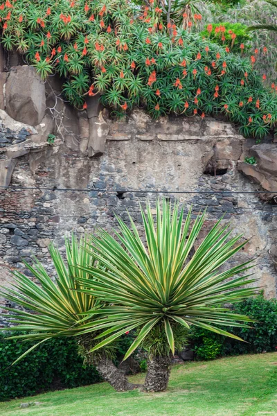 Rajská květina na ostrově Madeira — Stock fotografie