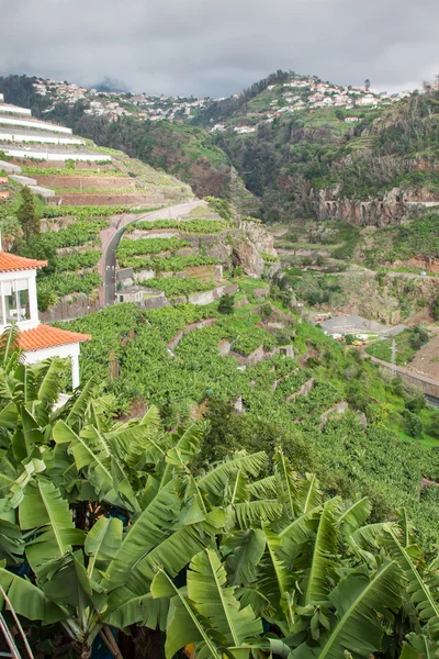 Bananenplantages op het eiland madeira, portugal — Stockfoto