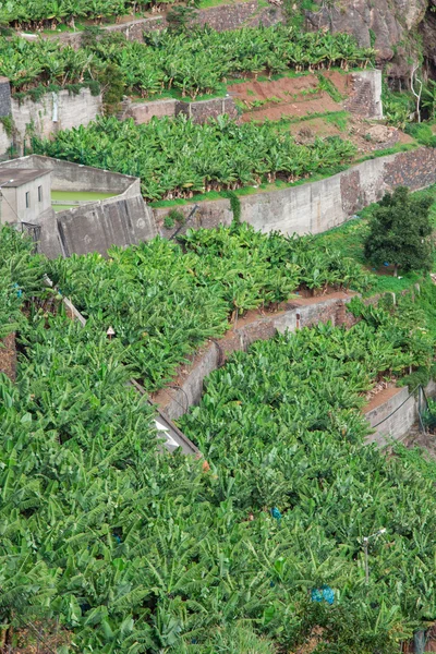 Plantações de bananas na ilha da Madeira, Portugal — Fotografia de Stock