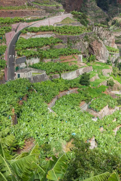 Banana plantations in Madeira island, Portugal — Stock Photo, Image
