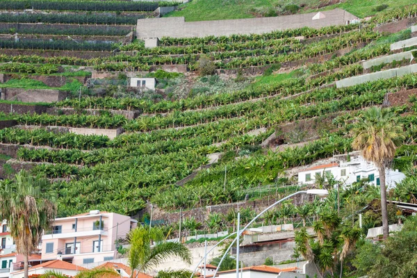 Bananplantager i Camara de lobos Madeira, Portugal - Stock-foto