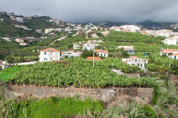 Bananenplantages in camara de lobos madeira island, portugal — Stockfoto