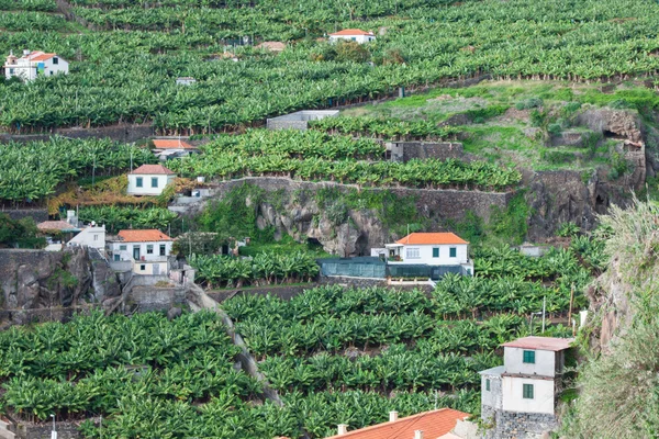 Bananplantager på Madeira, Portugal - Stock-foto