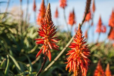 kıyı üzerinde kırmızı çiçek yakınındaki şehir funchal, madeira Adası, Portekiz