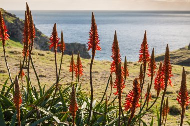 kıyı üzerinde kırmızı çiçek yakınındaki şehir funchal, madeira Adası, Portekiz