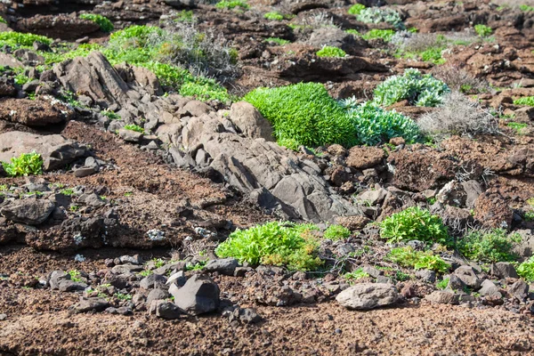 Costa Leste da ilha da Madeira - Ponta de São Lourenco — Fotografia de Stock