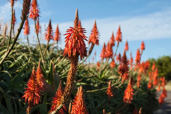 Flor vermelha na costa perto da cidade do Funchal, ilha da Madeira, Portugal — Fotografia de Stock