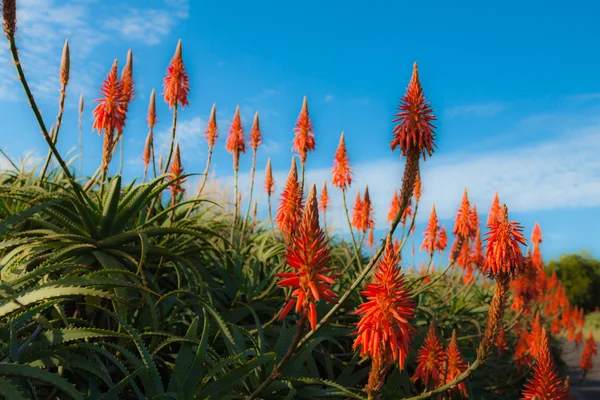 Flor vermelha na costa perto da cidade do Funchal, ilha da Madeira, Portugal — Fotografia de Stock