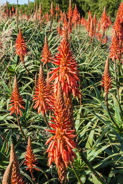 Red flower on coastal near Funchal town, Madeira island, Portugal — Stock Photo, Image