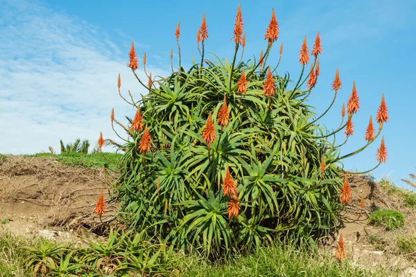 Fleur rouge sur la côte près de Funchal, île de Madère, Portugal — Photo