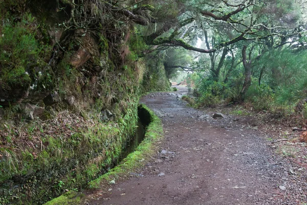Laurel forest on Madeira — Stock Photo, Image