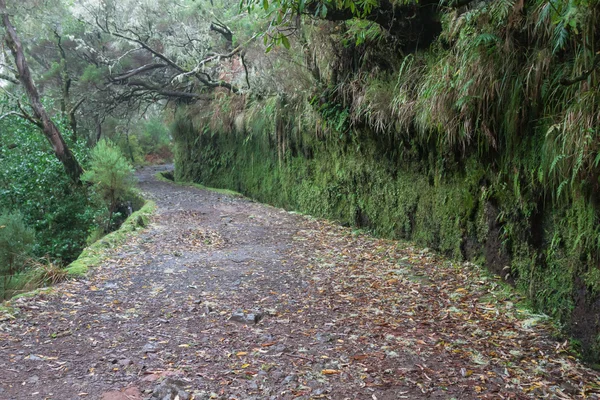 Laurel forest on Madeira — Stock Photo, Image