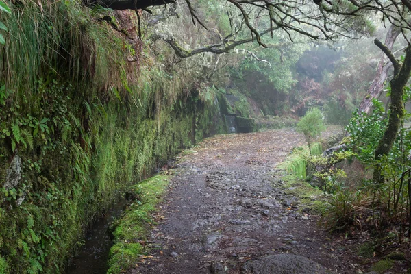Floresta de Laurel na Madeira — Fotografia de Stock