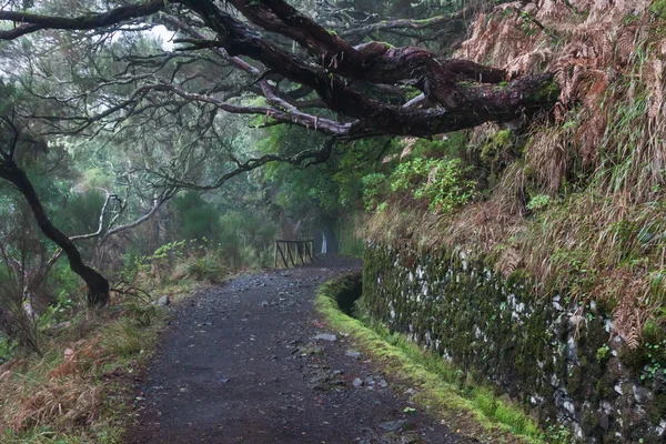Floresta de Laurel na Madeira — Fotografia de Stock