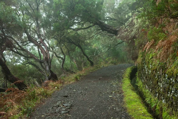 Las laurowy na Maderze — Zdjęcie stockowe