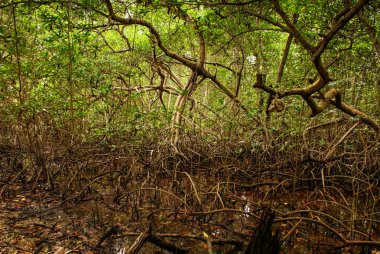 mangrov orman Kolombiya, Karayip Adaları mucura