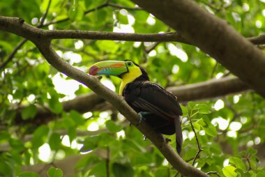 Toucan in regenwoud met boom en gebladerte, vroeg in de ochtend na de regen.
