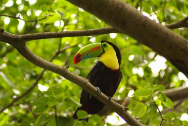 Toucan in regenwoud met boom en gebladerte, vroeg in de ochtend na de regen.