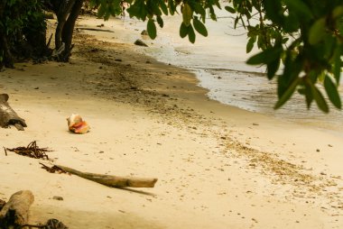 palmiye ağaçlarının Kolombiya, Amerika sur tropikal plaj