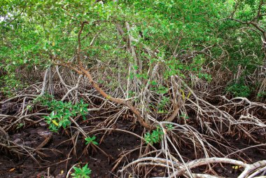 mangrov orman Kolombiya, Karayip Adaları mucura