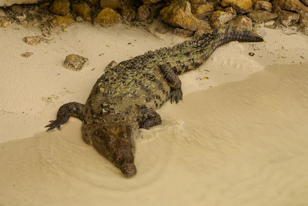 Wildtiere. Krokodil sonnt sich in der Sonne, Kolumbien — Stockfoto