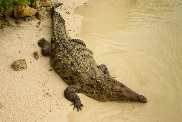 Wildtiere. Krokodil sonnt sich in der Sonne, Kolumbien — Stockfoto