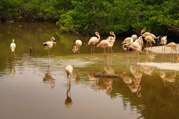 The American subspecies of Caribbean Flamingo (Phoenicopterus ruber ruber) — Stock Photo, Image