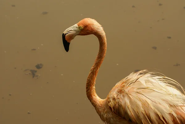 A subespécie americana do Caribe Flamingo (Phoenicopterus ruber ruber ) — Fotografia de Stock