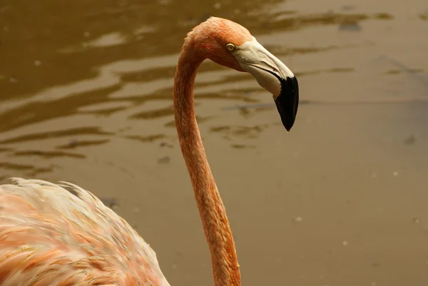 De Amerikaanse ondersoort van Caribbean Flamingo (Phoenicopterus ruber ruber) — Stockfoto