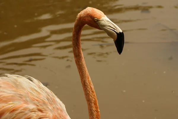 La sottospecie americana di fenicottero caraibico (Phoenicopterus ruber ruber ) — Foto Stock