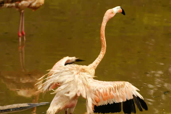 A subespécie americana do Caribe Flamingo (Phoenicopterus ruber ruber ) — Fotografia de Stock