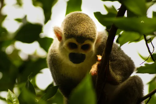 Mono Amazonas y América: Saimiri sciureus sciureus — Foto de Stock