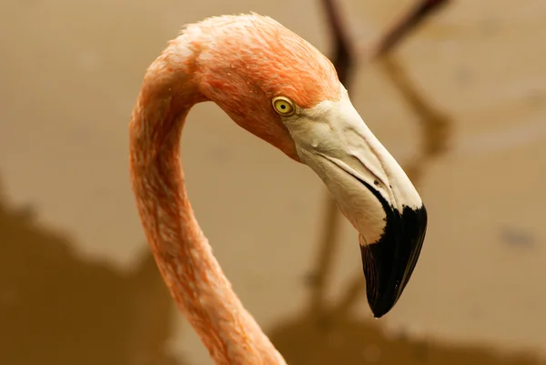 The American subspecies of Caribbean Flamingo (Phoenicopterus ruber ruber) — Stock Photo, Image