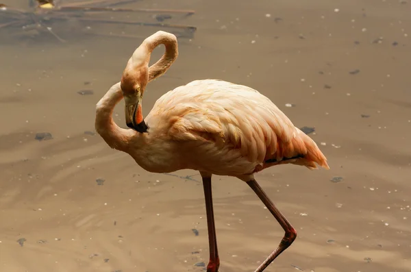 A subespécie americana do Caribe Flamingo (Phoenicopterus ruber ruber ) — Fotografia de Stock