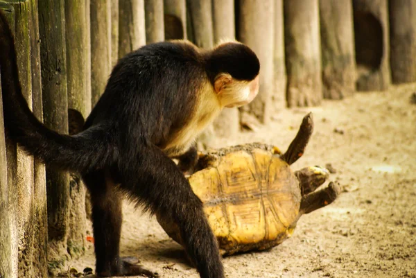 Monkey plays with a turtle on the island Mucura Colombia — Stock Photo, Image