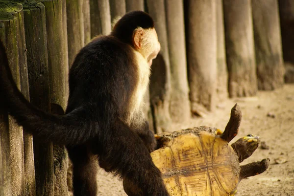 Monkey plays with a turtle on the island Mucura Colombia — Stock Photo, Image