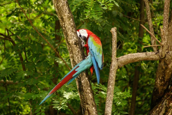 Papegoja i parken, ön mucura, colombia — Stockfoto