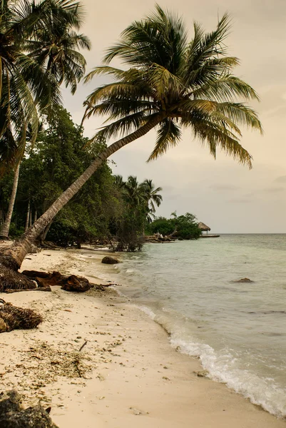 在哥伦比亚，美国 sur 的热带海滩上的棕榈树 — 图库照片