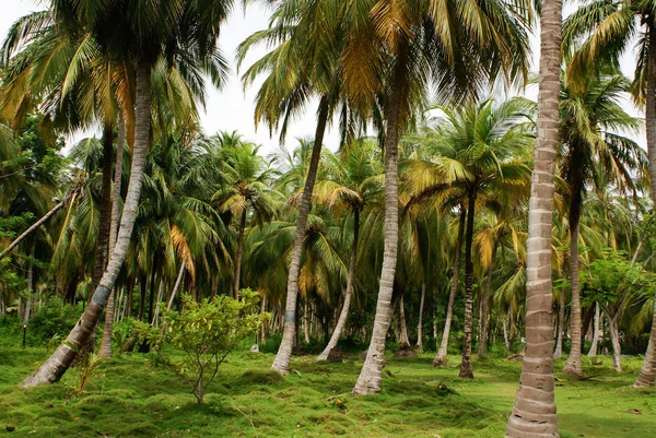 Floresta de palmeiras verdes na ilha colombiana Mucura — Fotografia de Stock