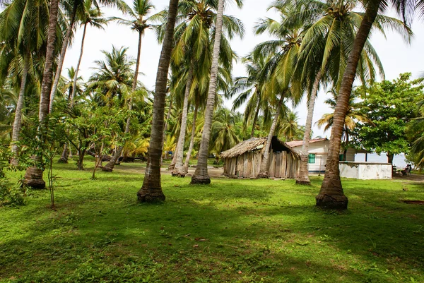 Floresta de palmeiras verdes na ilha colombiana Mucura — Fotografia de Stock