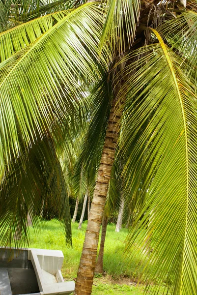 Green Palm Forest nell'isola colombiana di Mucura — Foto Stock