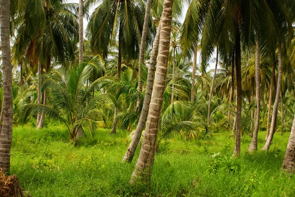 Bosque de palma verde en la isla colombiana Mucura — Foto de Stock