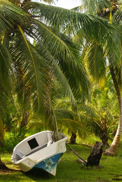 Bosque de palma verde en la isla colombiana Mucura —  Fotos de Stock